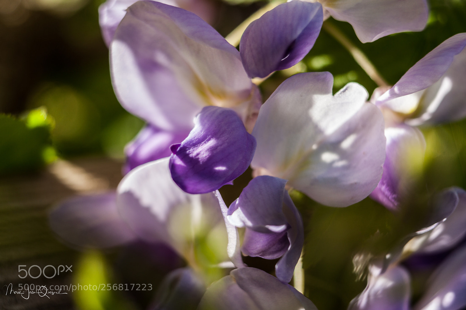 Canon EOS 5D Mark II sample photo. Glicine luxuriante et prolifique. photography