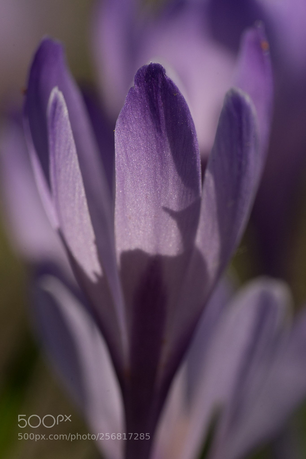 Sony a7 sample photo. Untitled photography