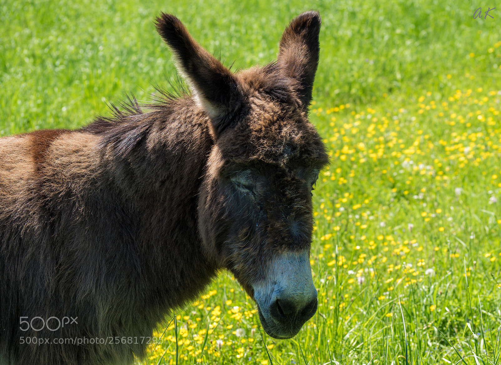 Sony SLT-A58 sample photo. Dreaming photography