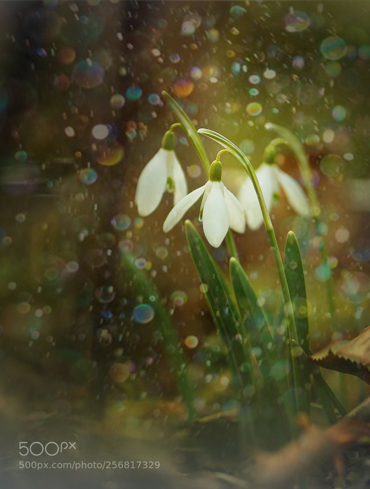 Nikon D610 sample photo. Bokeh ..... photography