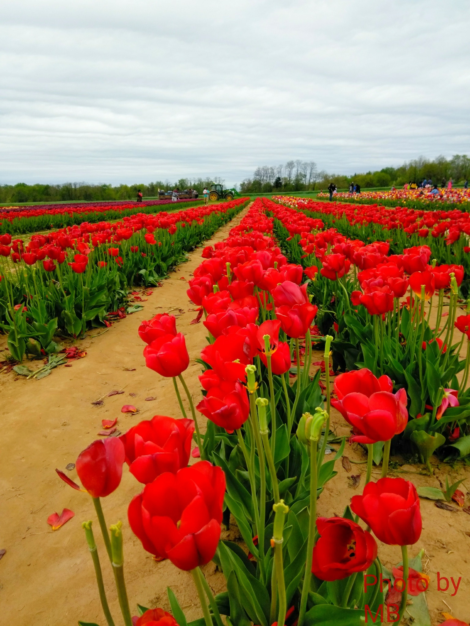 ZTE BLADE ZMAX sample photo. Tulips photography