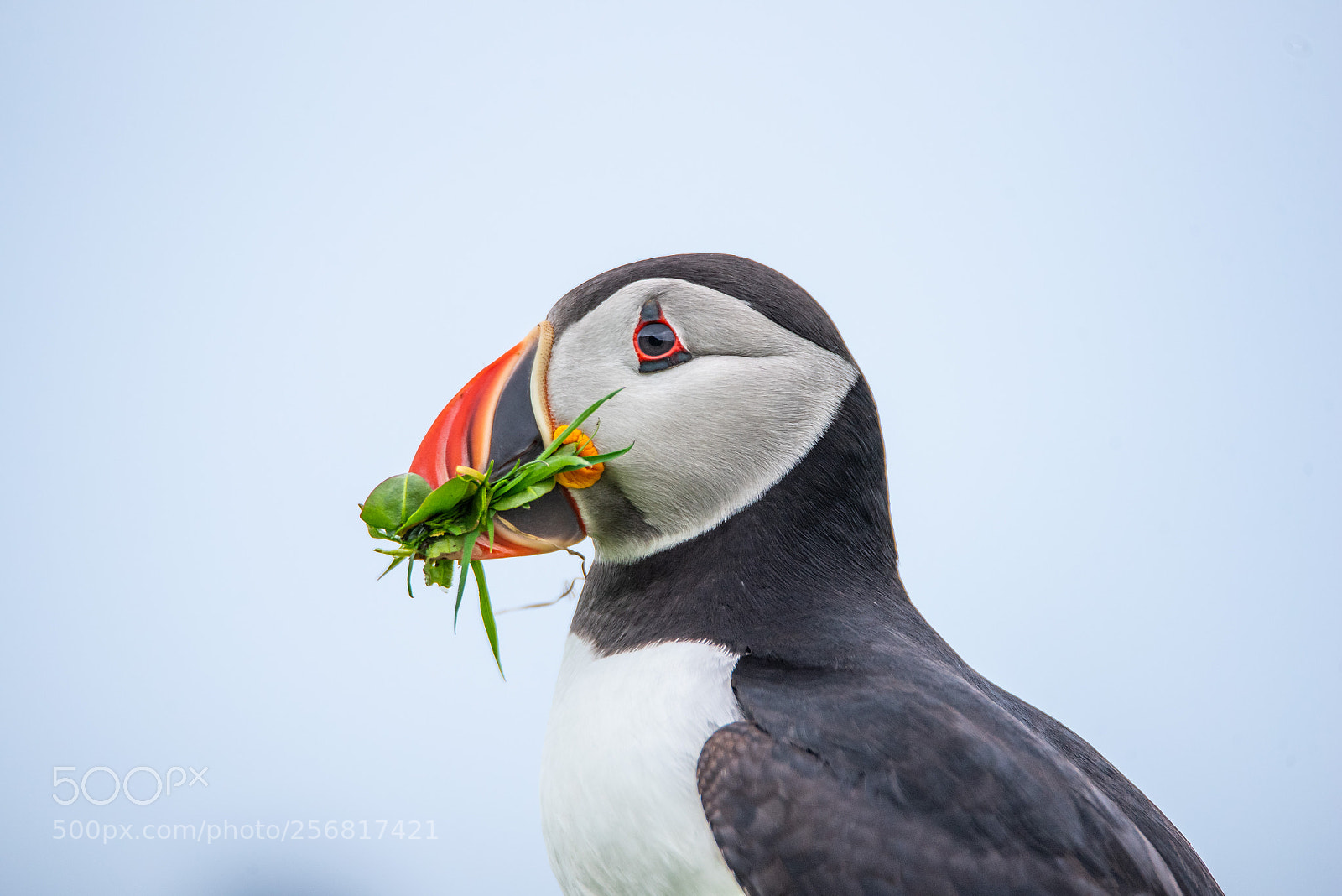 Nikon D750 sample photo. Puffin chomp. photography