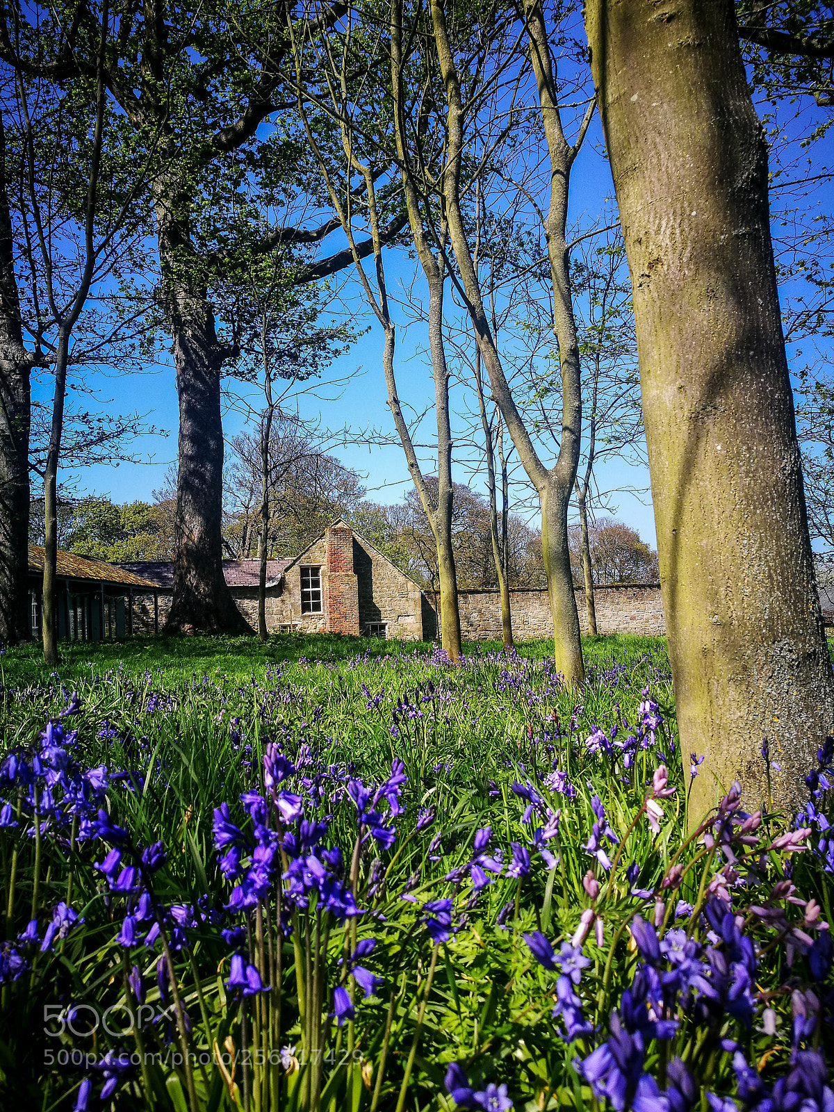 HUAWEI P9 sample photo. Bluebells at seaton photography