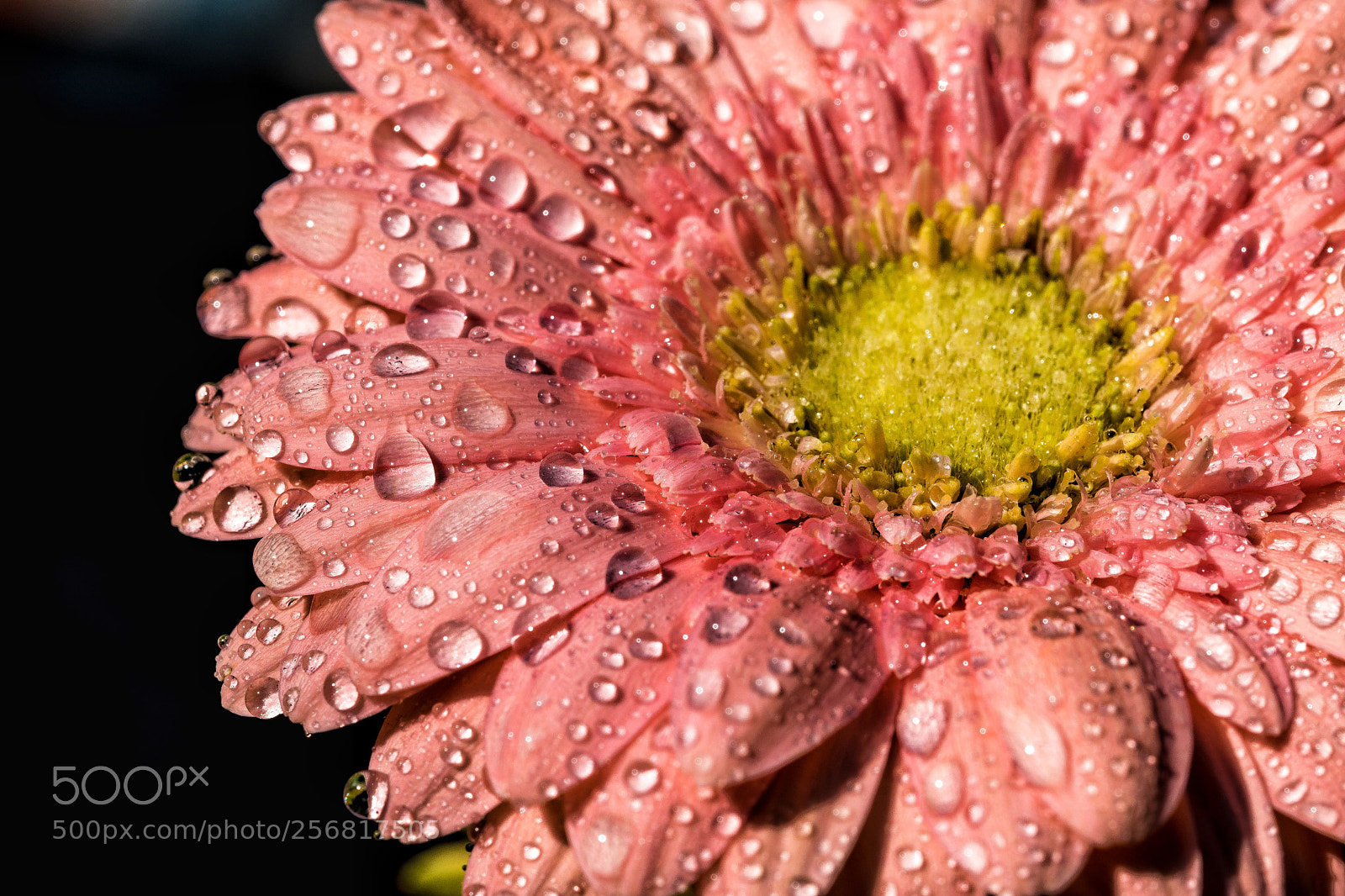 Nikon D5500 sample photo. Pink flower photography