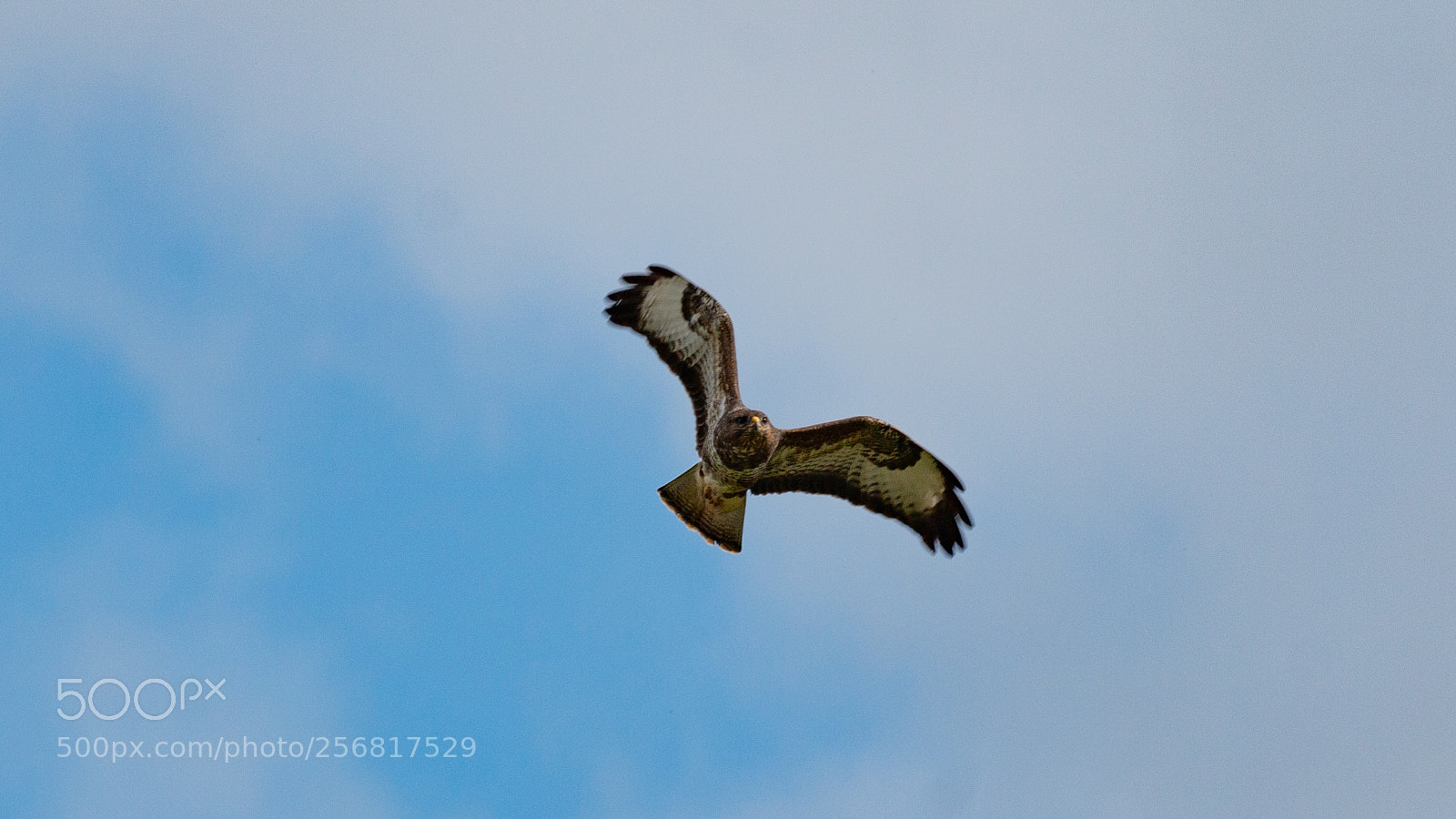 Canon EOS 70D sample photo. Buzzard photography