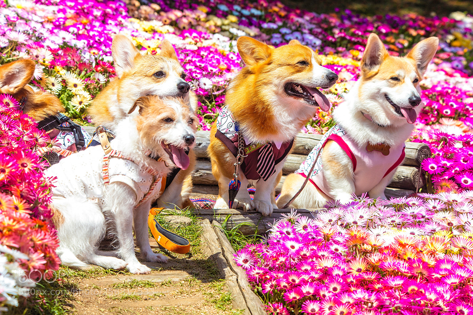Canon EOS 5DS R sample photo. Spring excursion photography