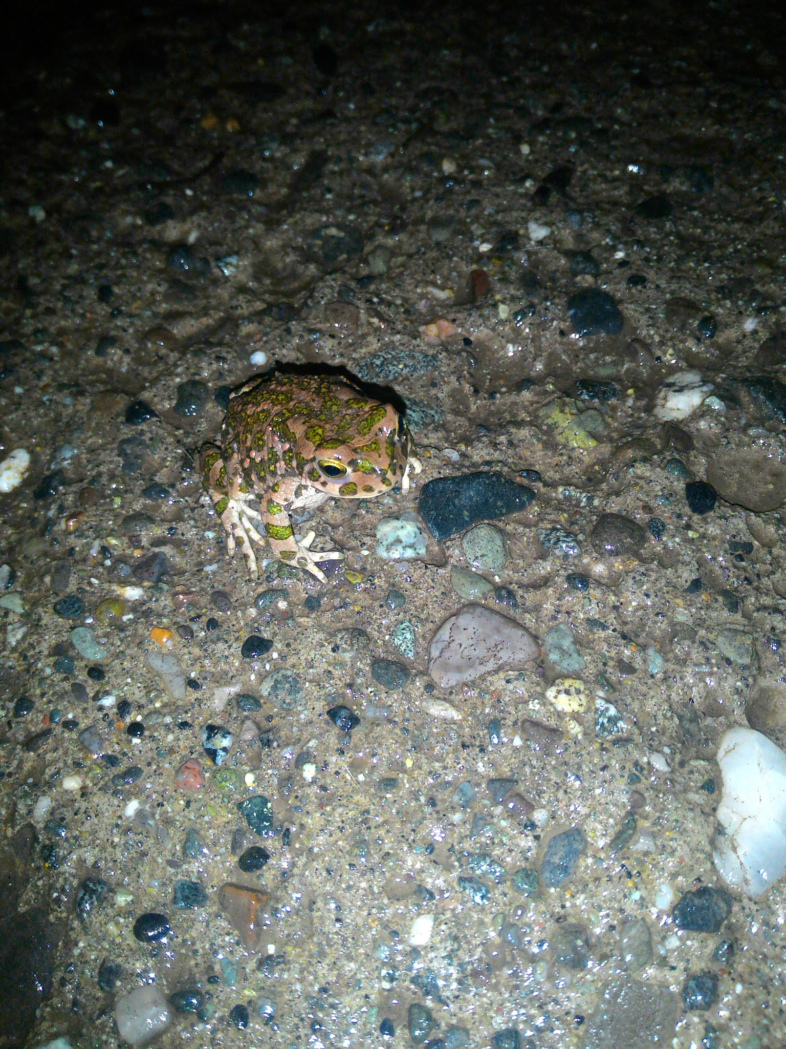 ASUS Z002 sample photo. The baby frog) photography