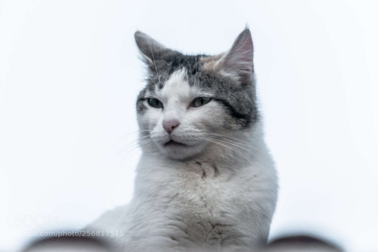 Canon EOS-1Ds Mark II sample photo. The cat in the photography