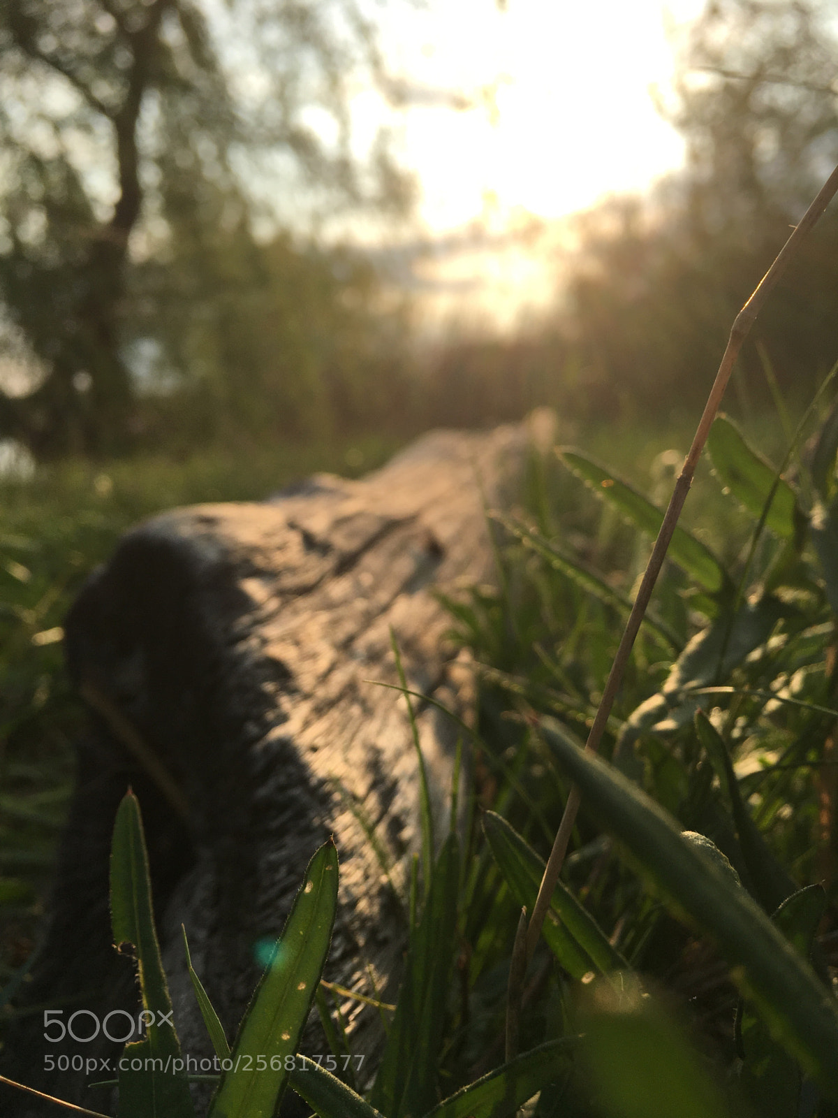 Apple iPhone 6s sample photo. Люблю природу photography
