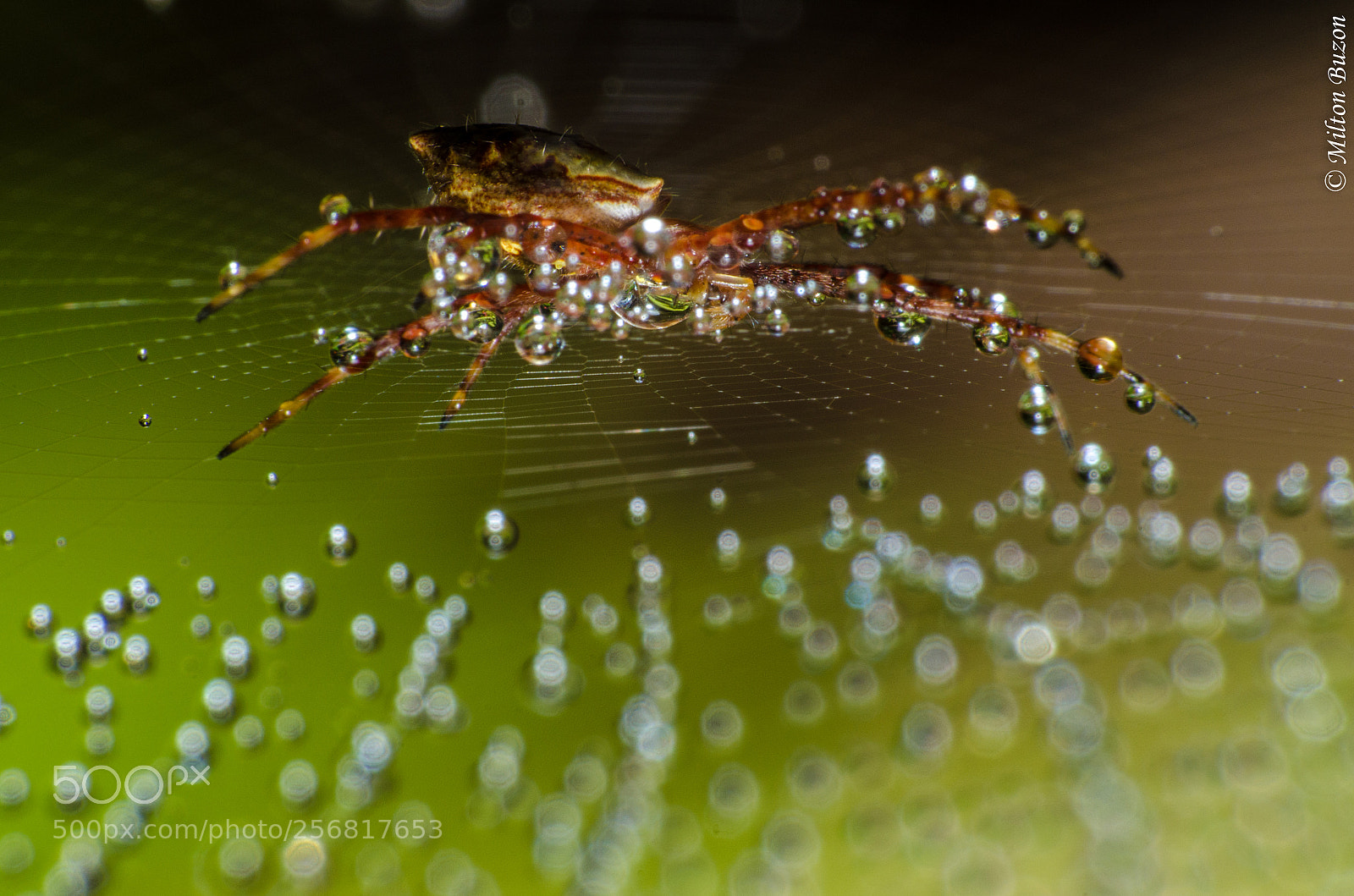 Nikon D7000 sample photo. Dewy spider web photography