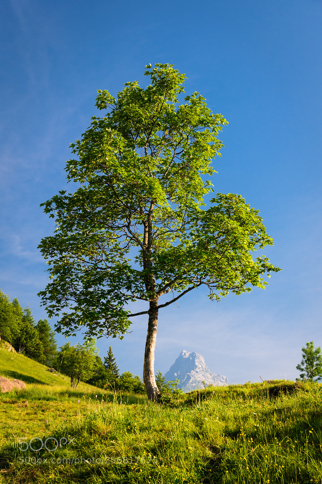 Nikon D7200 sample photo. The green tree photography