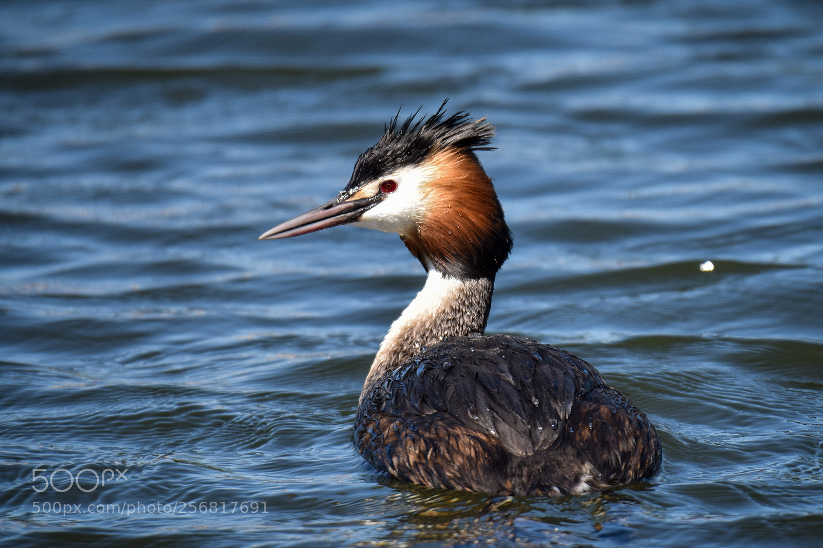 Nikon D3300 sample photo. Great surfaced grebe photography