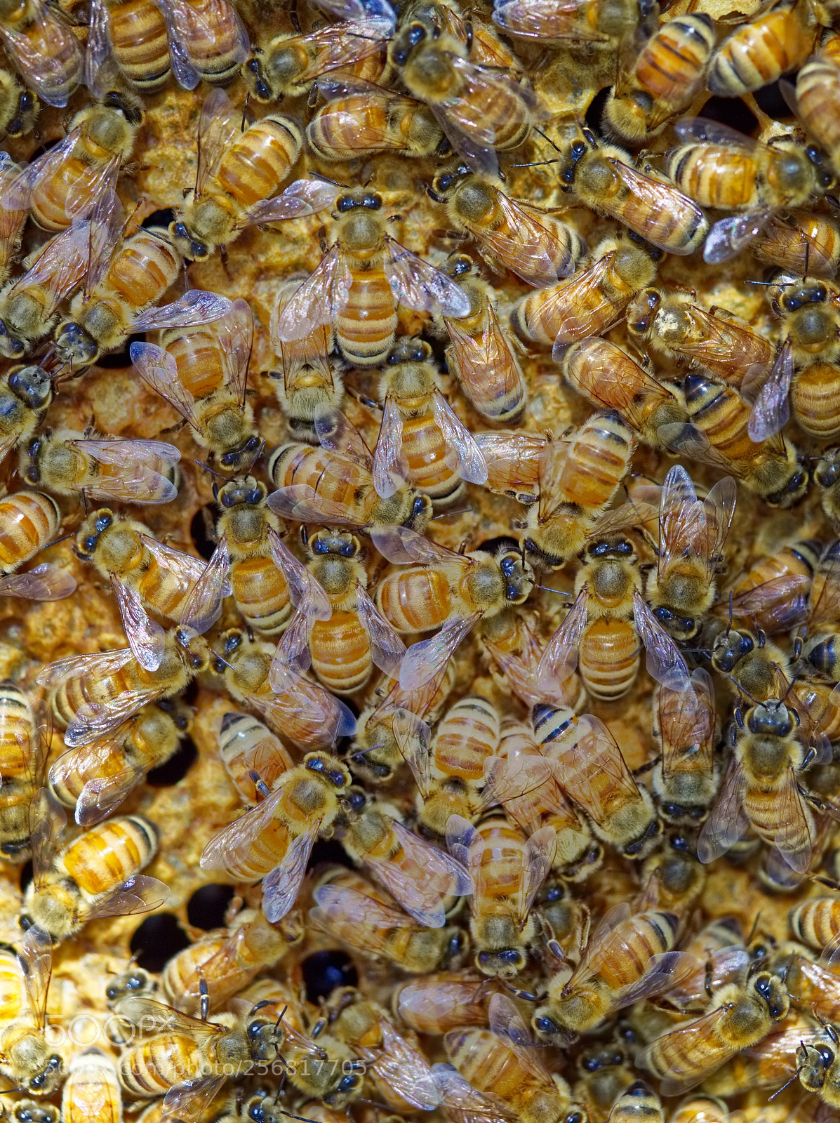 Olympus OM-D E-M10 II sample photo. More bees, more better photography