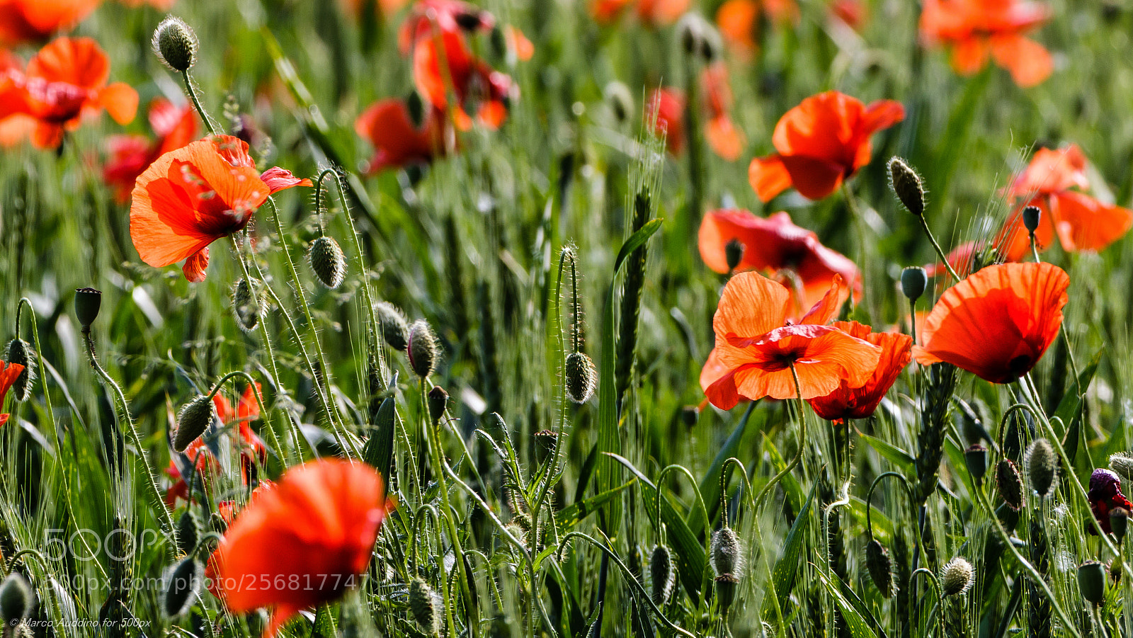 Canon EOS 70D sample photo. Poppies ep. 2 photography