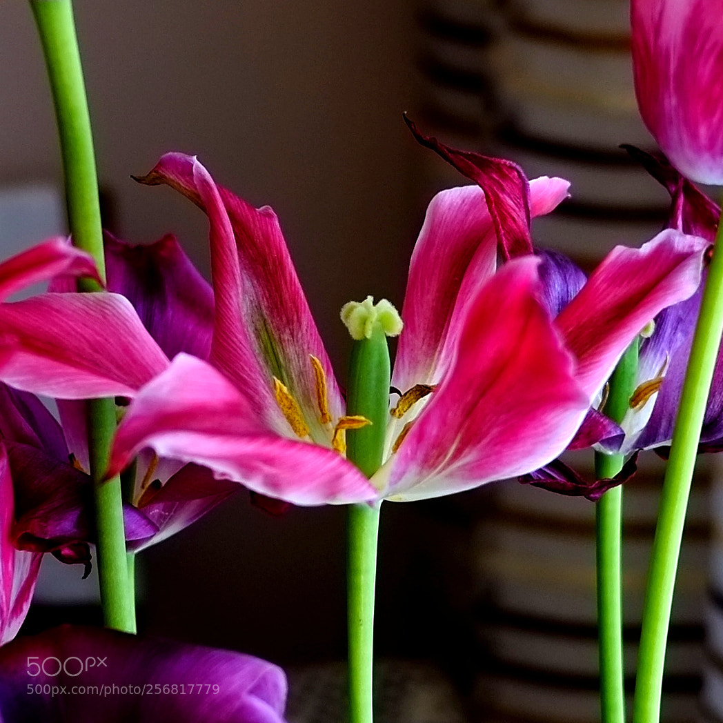 Fujifilm X-Pro1 sample photo. Tulip 1 photography