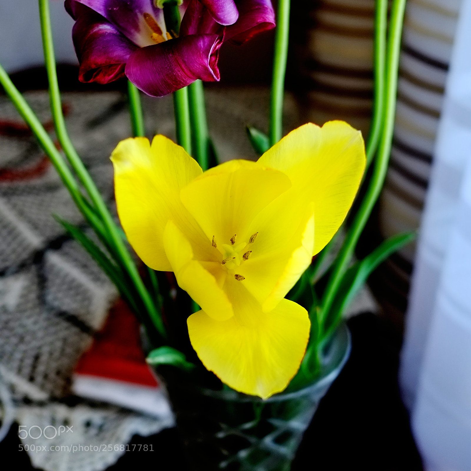 Fujifilm X-Pro1 sample photo. Tulip 2 photography
