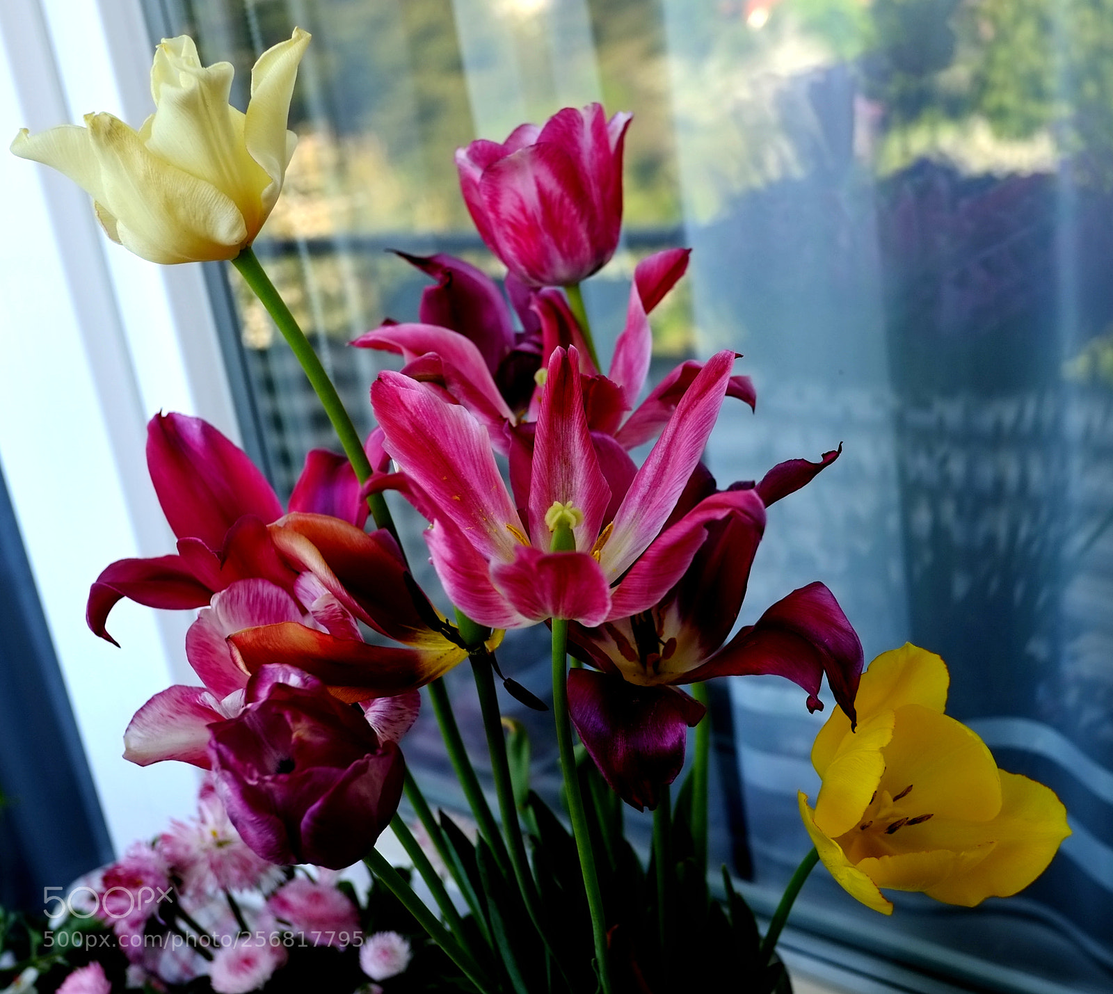 Fujifilm X-Pro1 sample photo. Tulip 3 photography