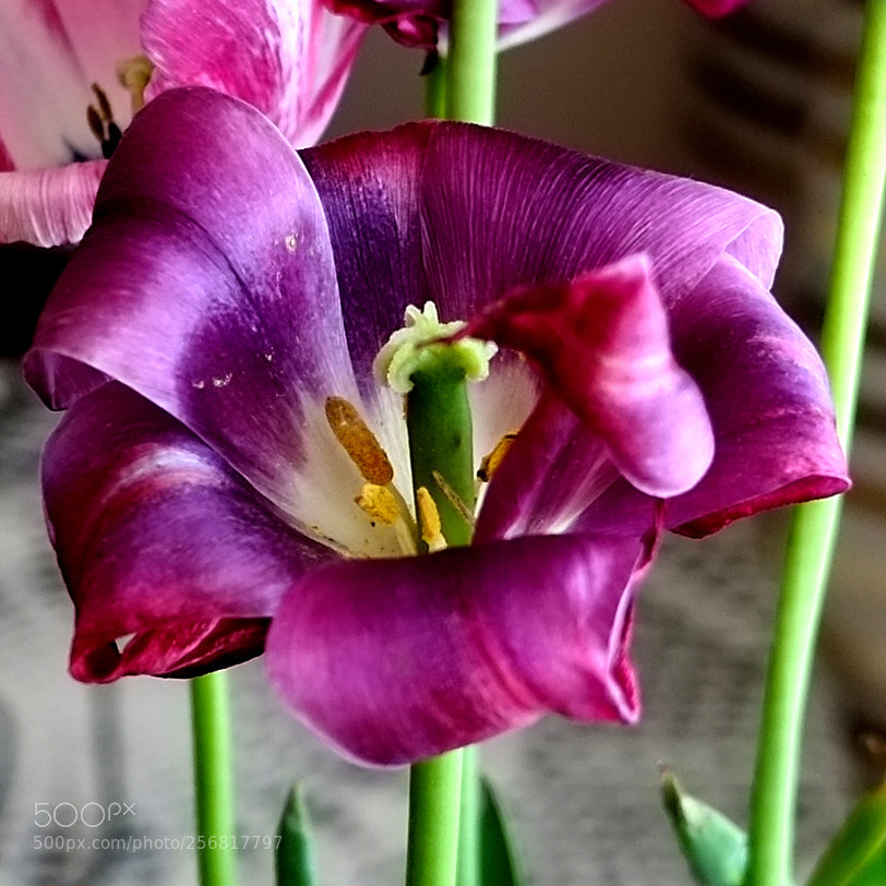 Fujifilm X-Pro1 sample photo. Tulip 4 photography