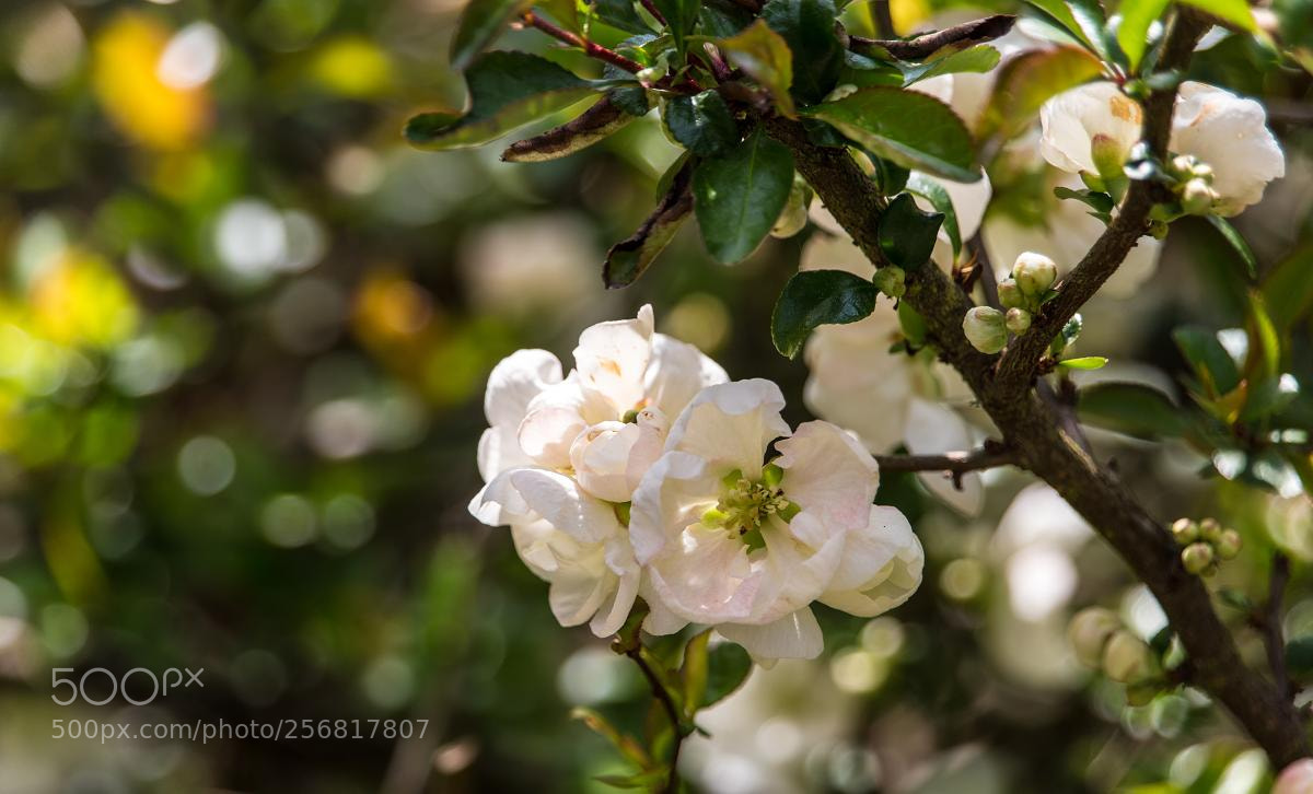 Canon EOS 6D sample photo. Spring - quince flowers photography