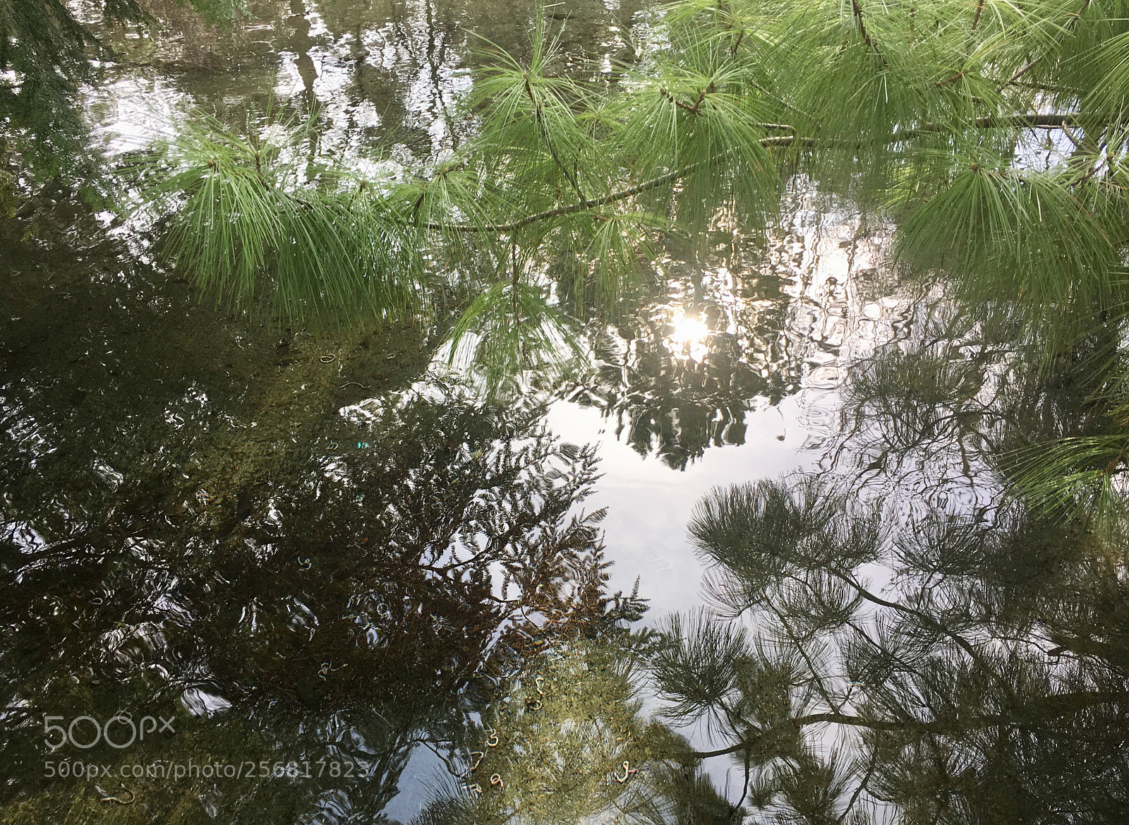 Apple iPhone SE sample photo. Reflecting photography