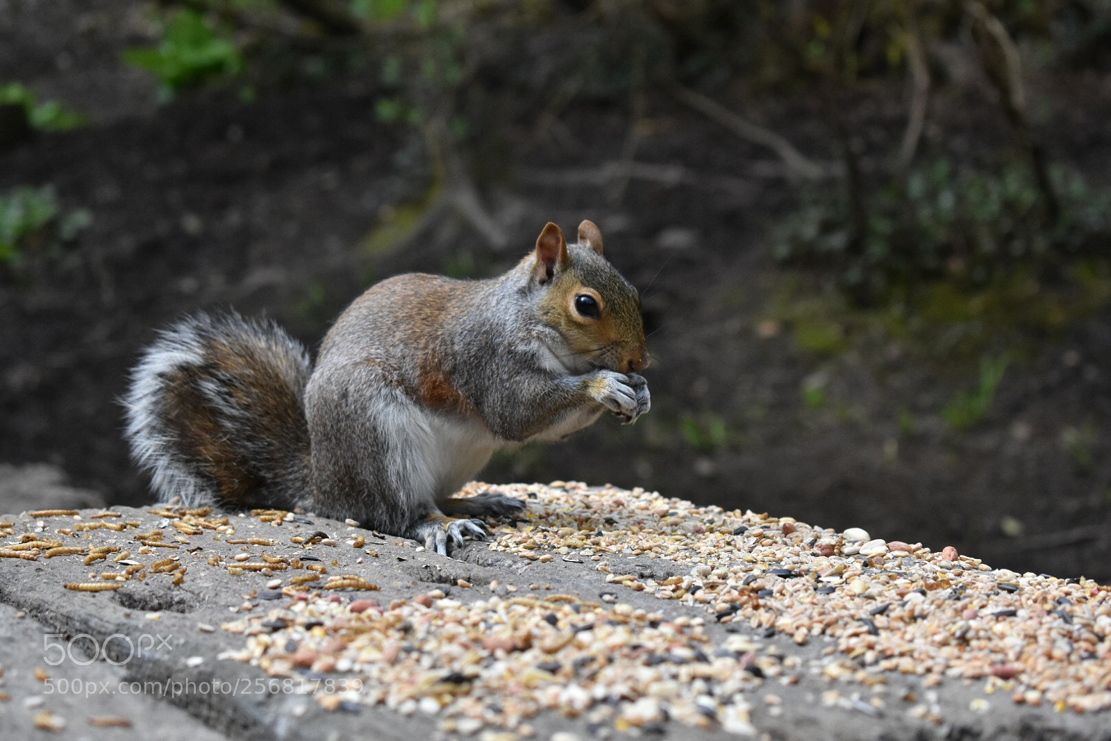 Nikon D3400 sample photo. Squirrel  photography
