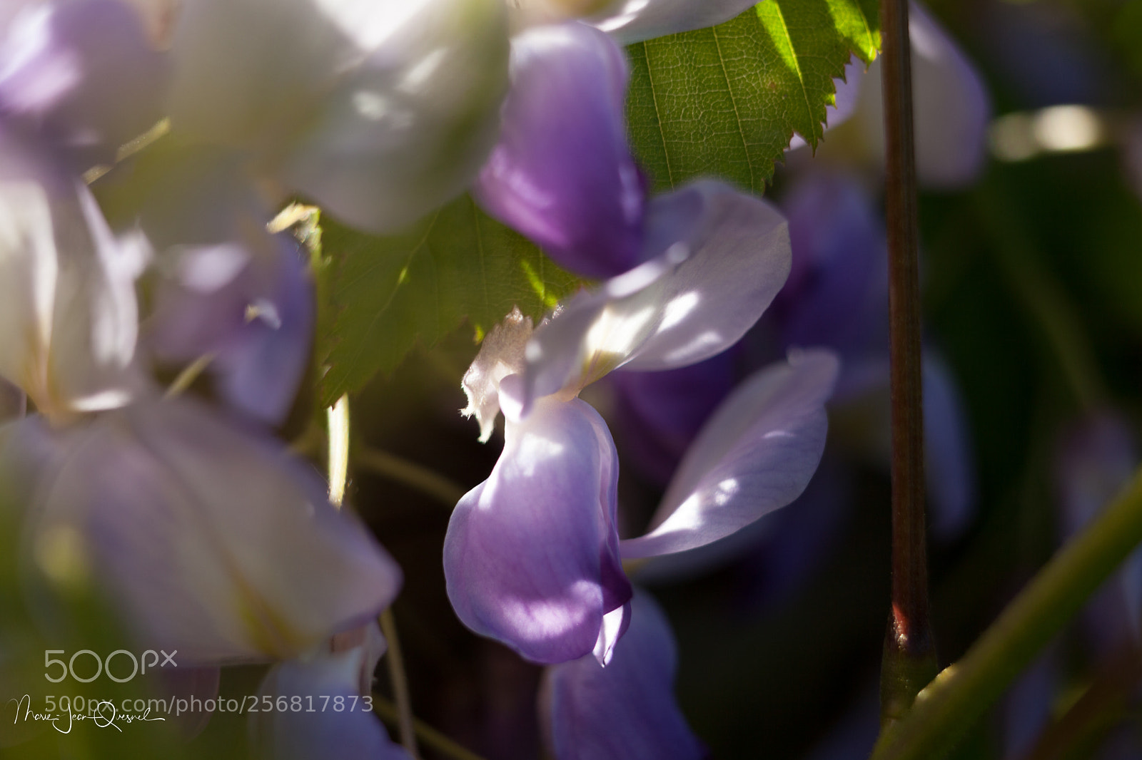 Canon EOS 5D Mark II sample photo. Glicine. photography