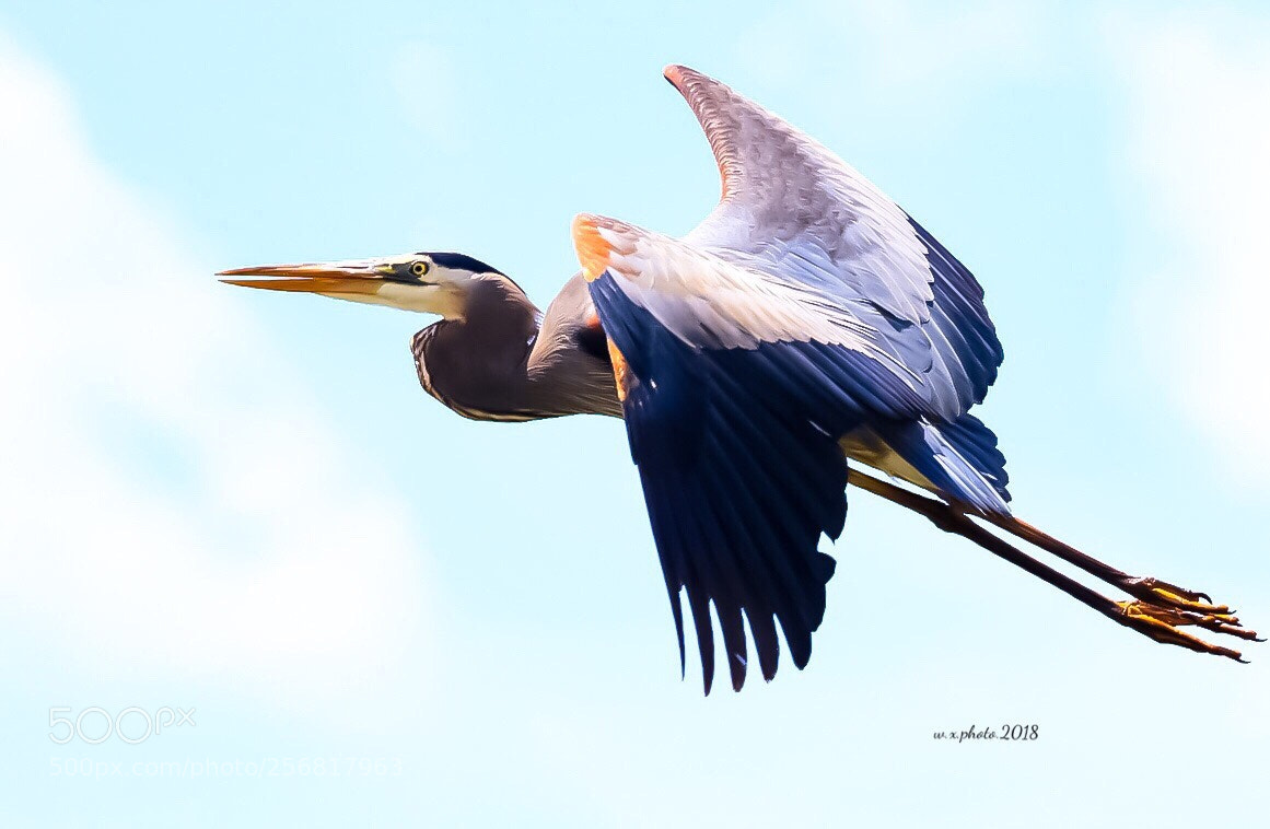 Canon EOS 7D Mark II sample photo. Fly photography