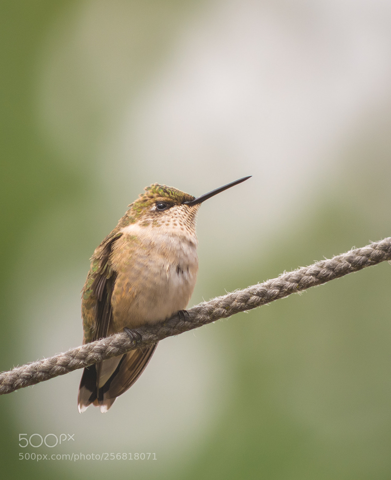 Nikon D7100 sample photo. Hummingbird photography