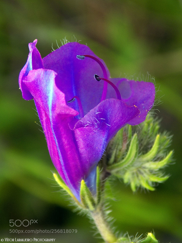 Nikon COOLPIX L330 sample photo. Flores do meu jardim photography