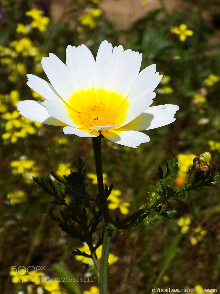 Nikon COOLPIX L330 sample photo. Flores do meu jardim photography