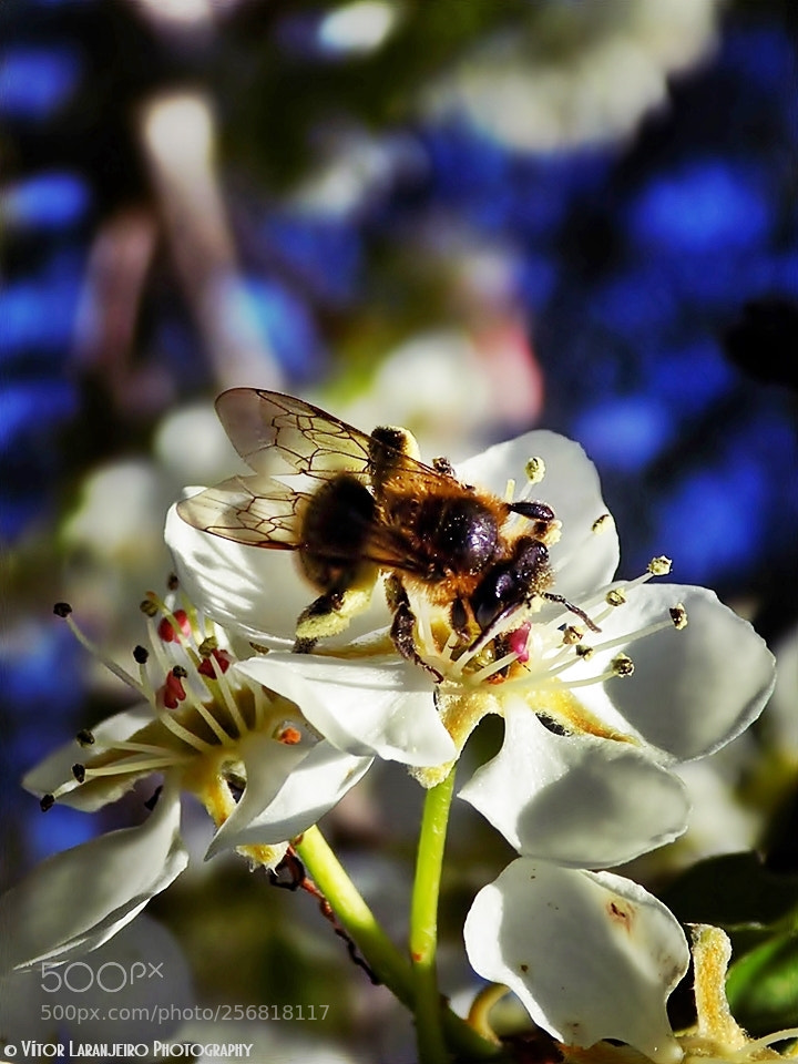 Nikon COOLPIX L330 sample photo. Flores do meu jardim photography