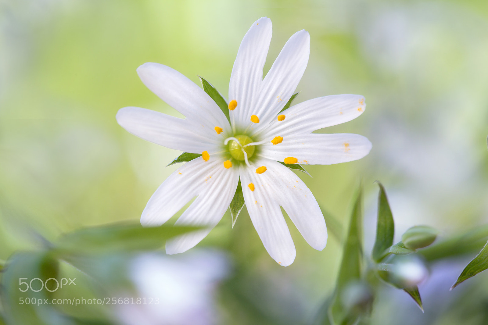 Canon EOS 6D sample photo. Stitchwort photography