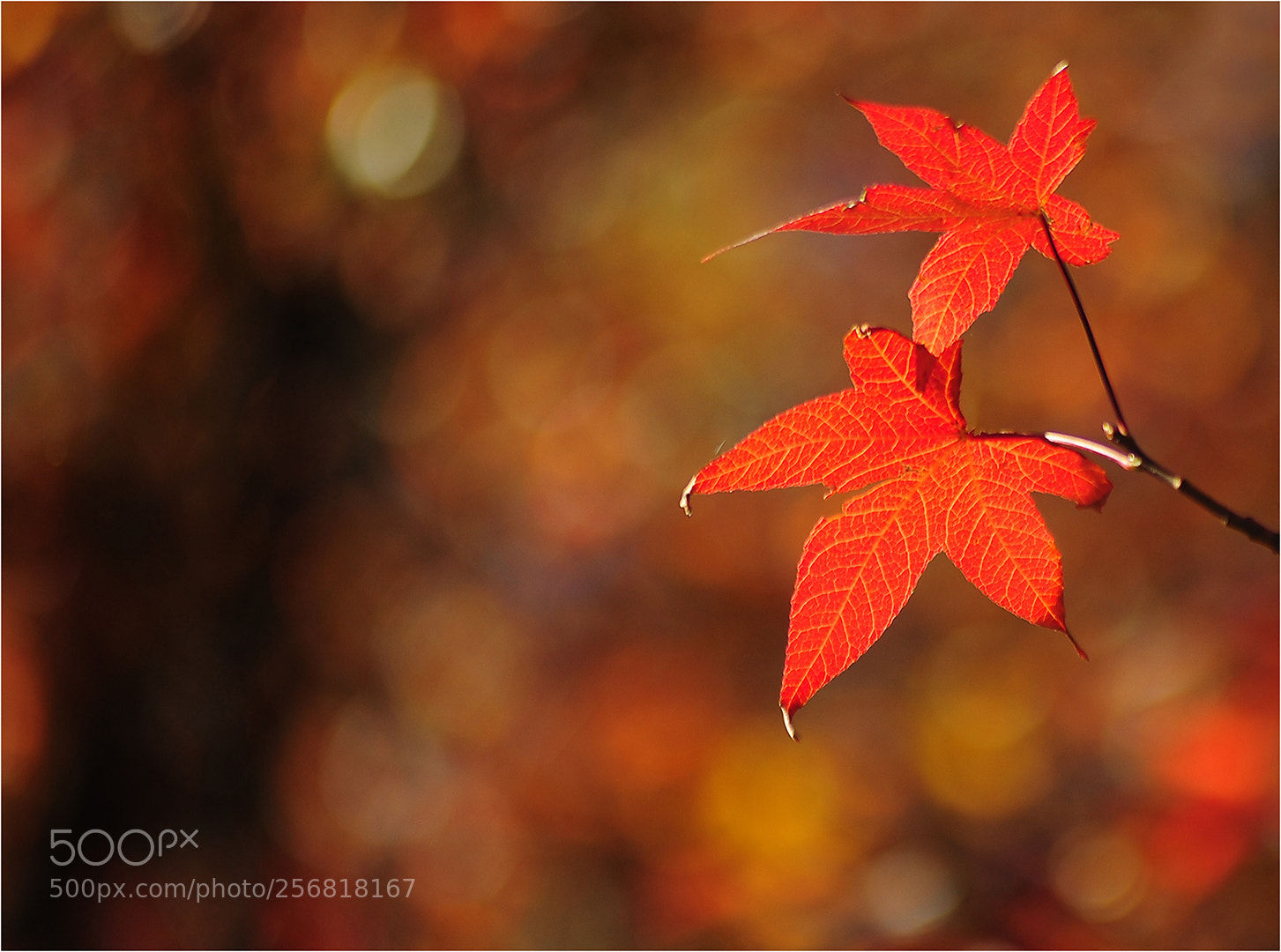 Nikon D700 sample photo. Autumn colours photography