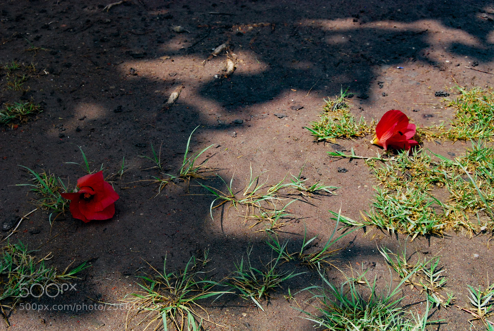 Nikon D40X sample photo. Earth photography