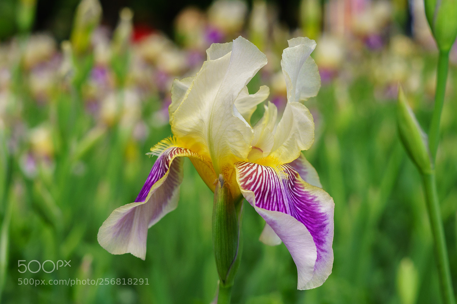 Sony a7 II sample photo. Dsc photography