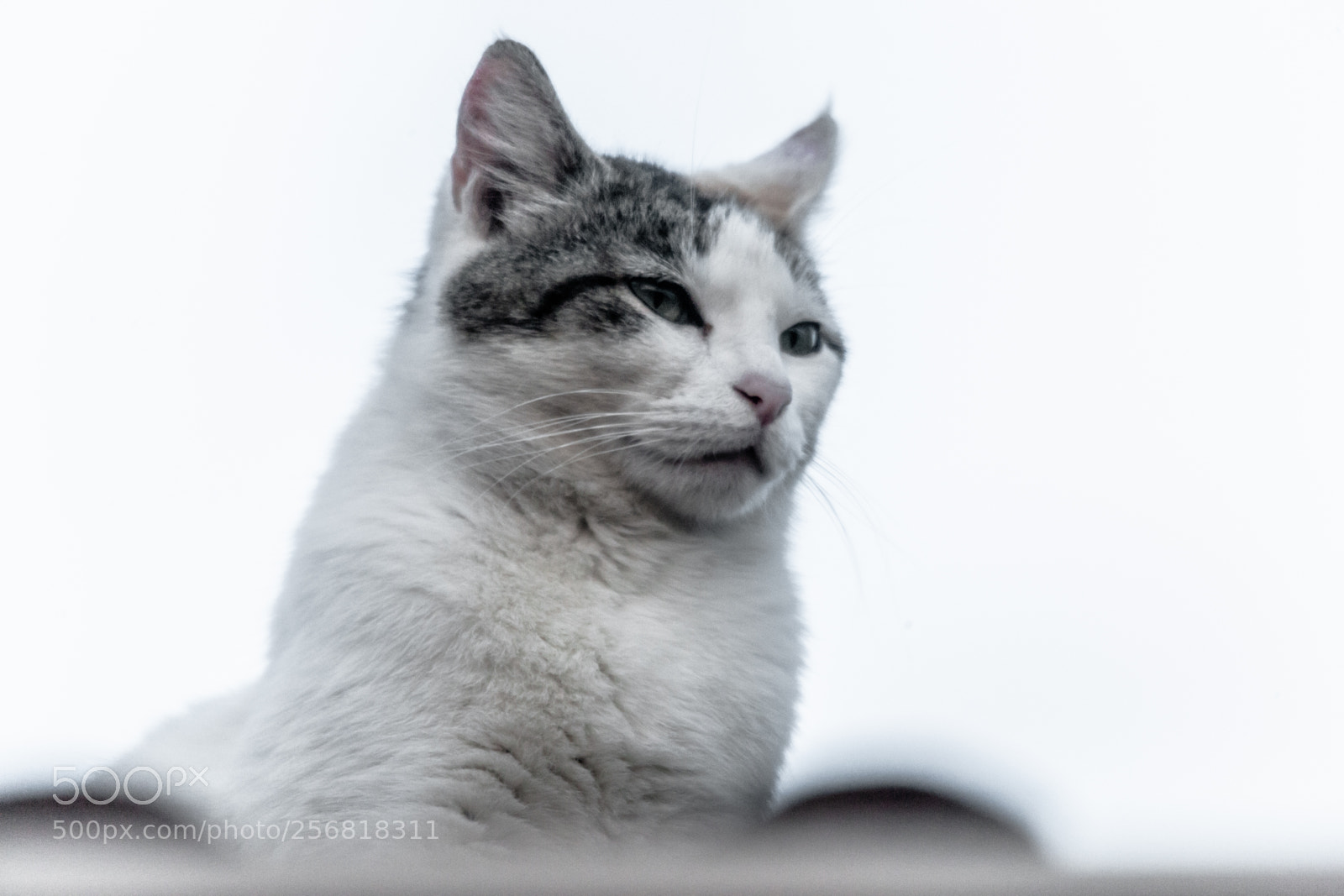 Canon EOS-1Ds Mark II sample photo. The cat in the photography