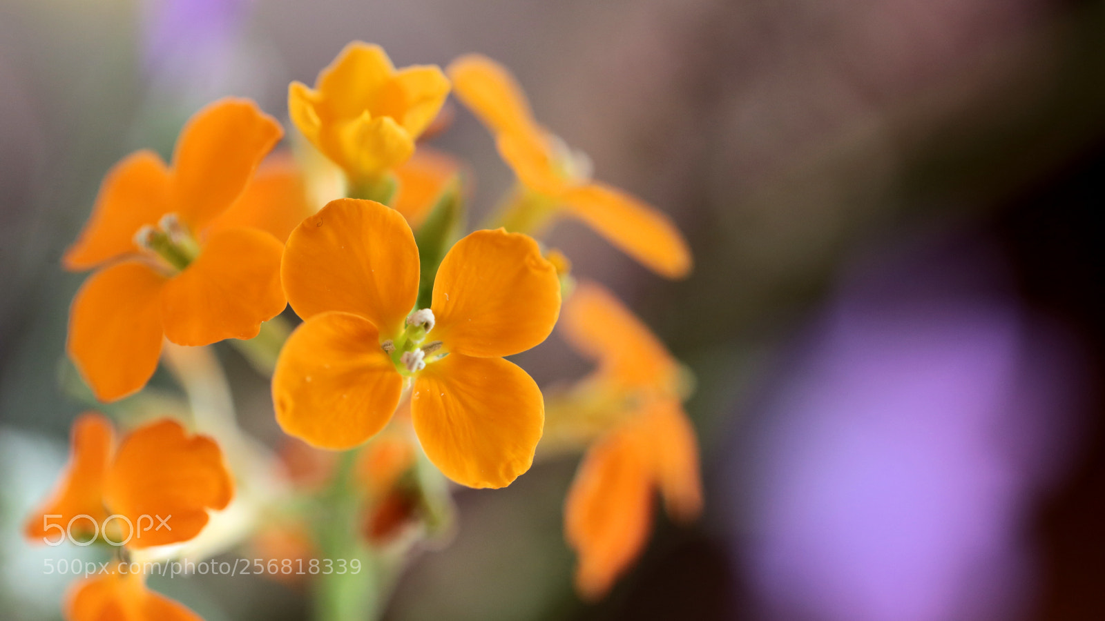 Canon EOS 6D sample photo. Orange flowers photography