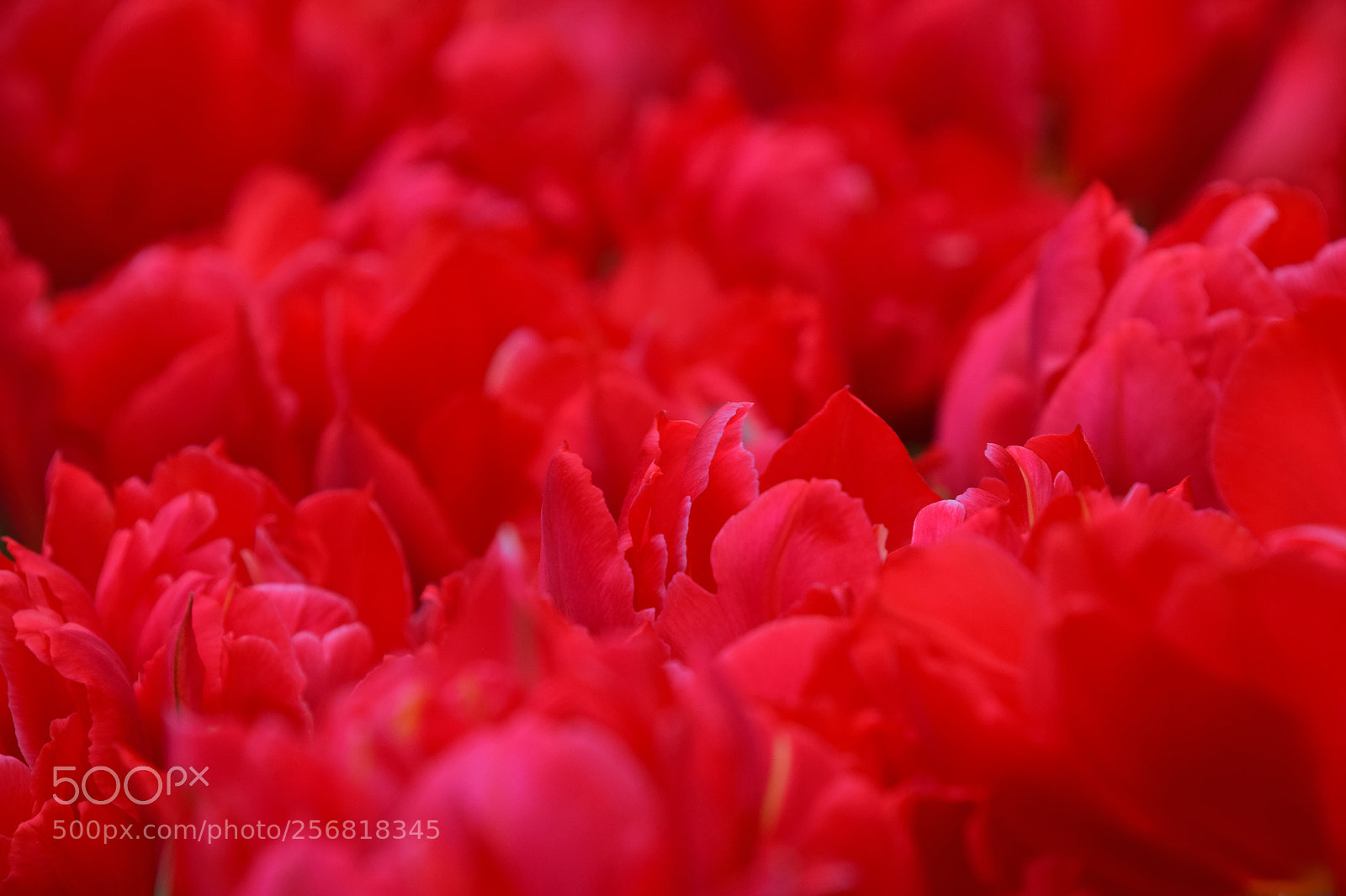 Nikon D3300 sample photo. Close up purple red photography