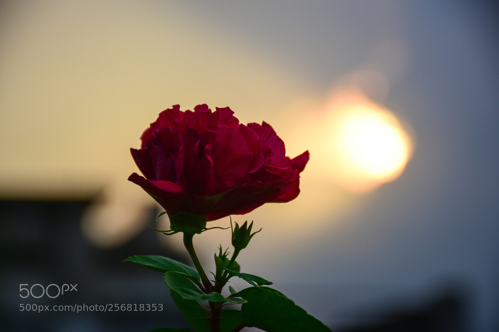 Nikon D7200 sample photo. Rosy sunshine photography