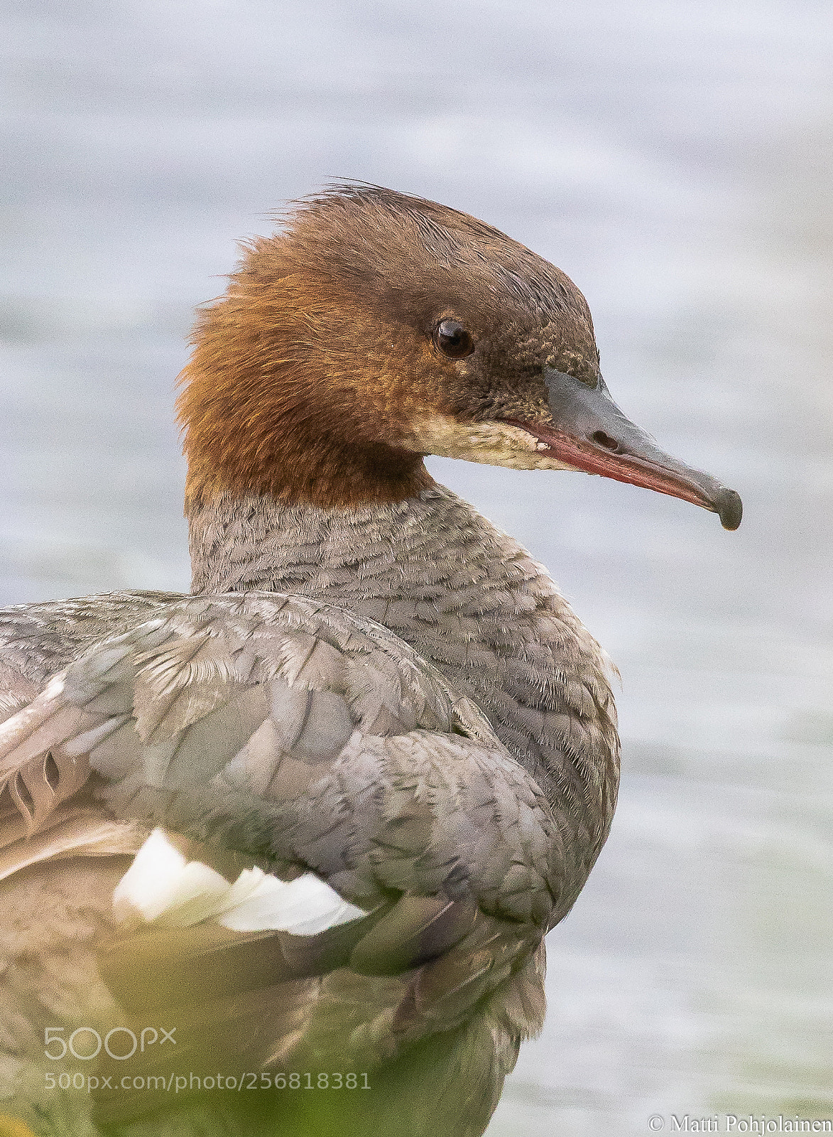 Canon EOS 7D Mark II sample photo. Portrait of merganser photography