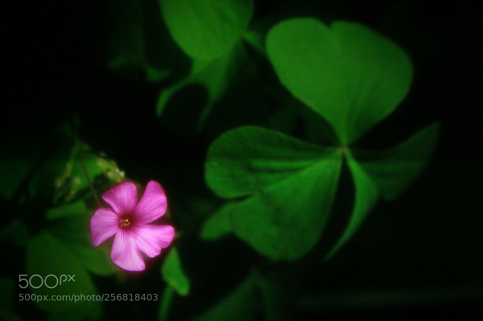 Canon EOS 700D (EOS Rebel T5i / EOS Kiss X7i) sample photo. Trébol + flor. photography
