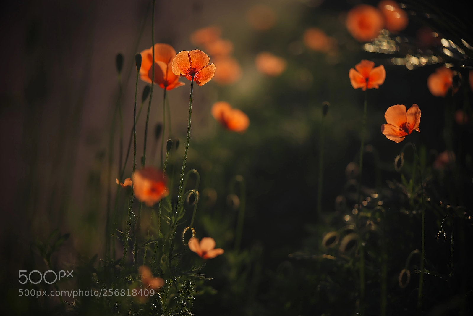 Sony a7R sample photo. Poppy photography