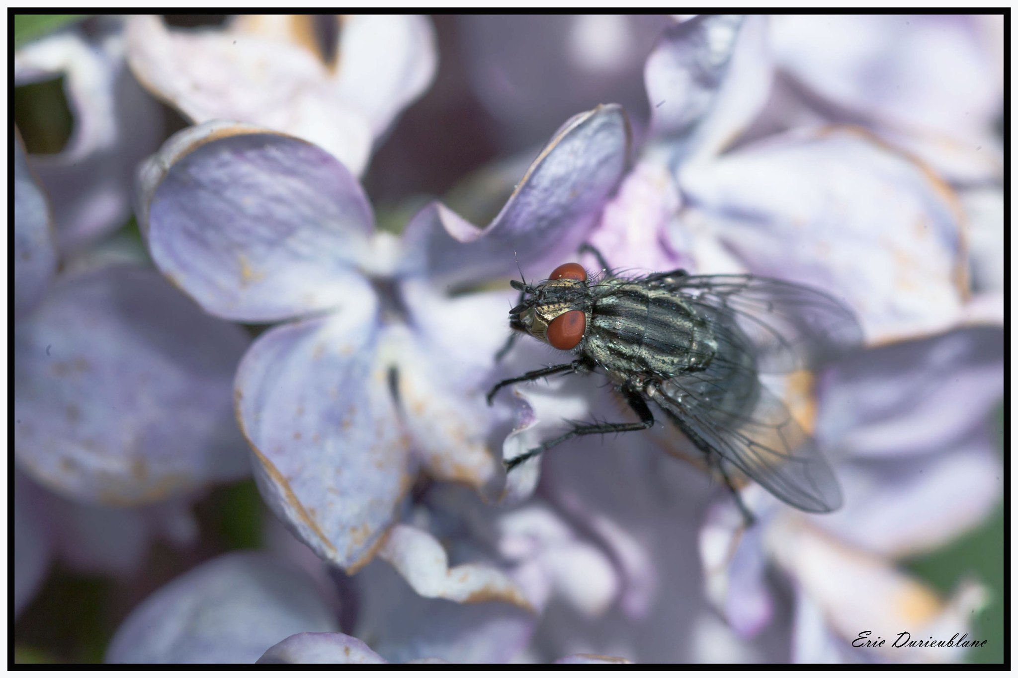 Canon EOS-1D Mark II sample photo