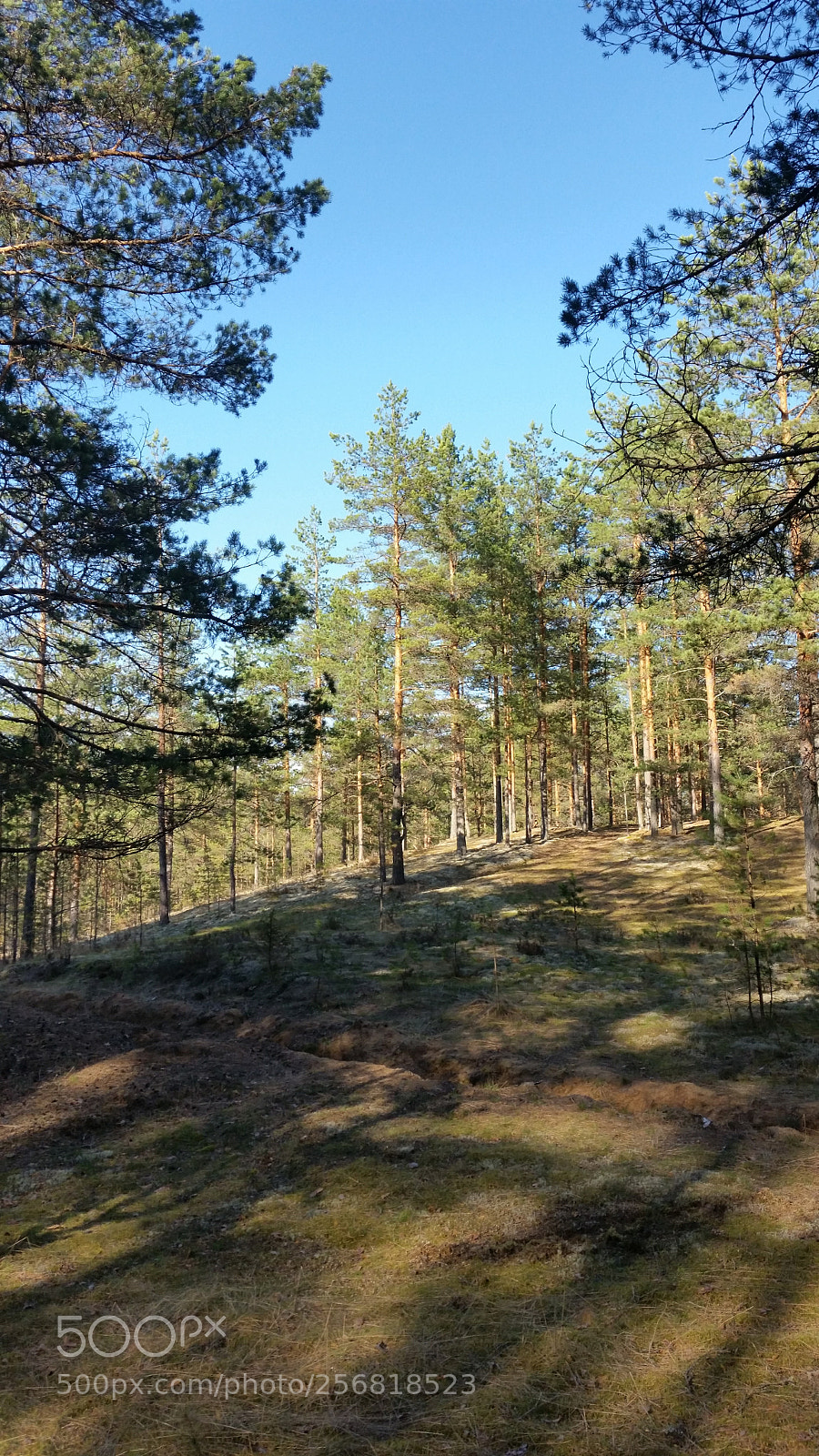 Samsung Galaxy S5 sample photo. Сопка с соснами. photography