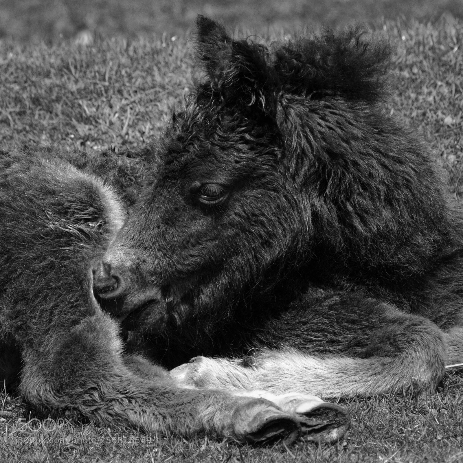 Nikon D7200 sample photo. Dartmoor foal photography