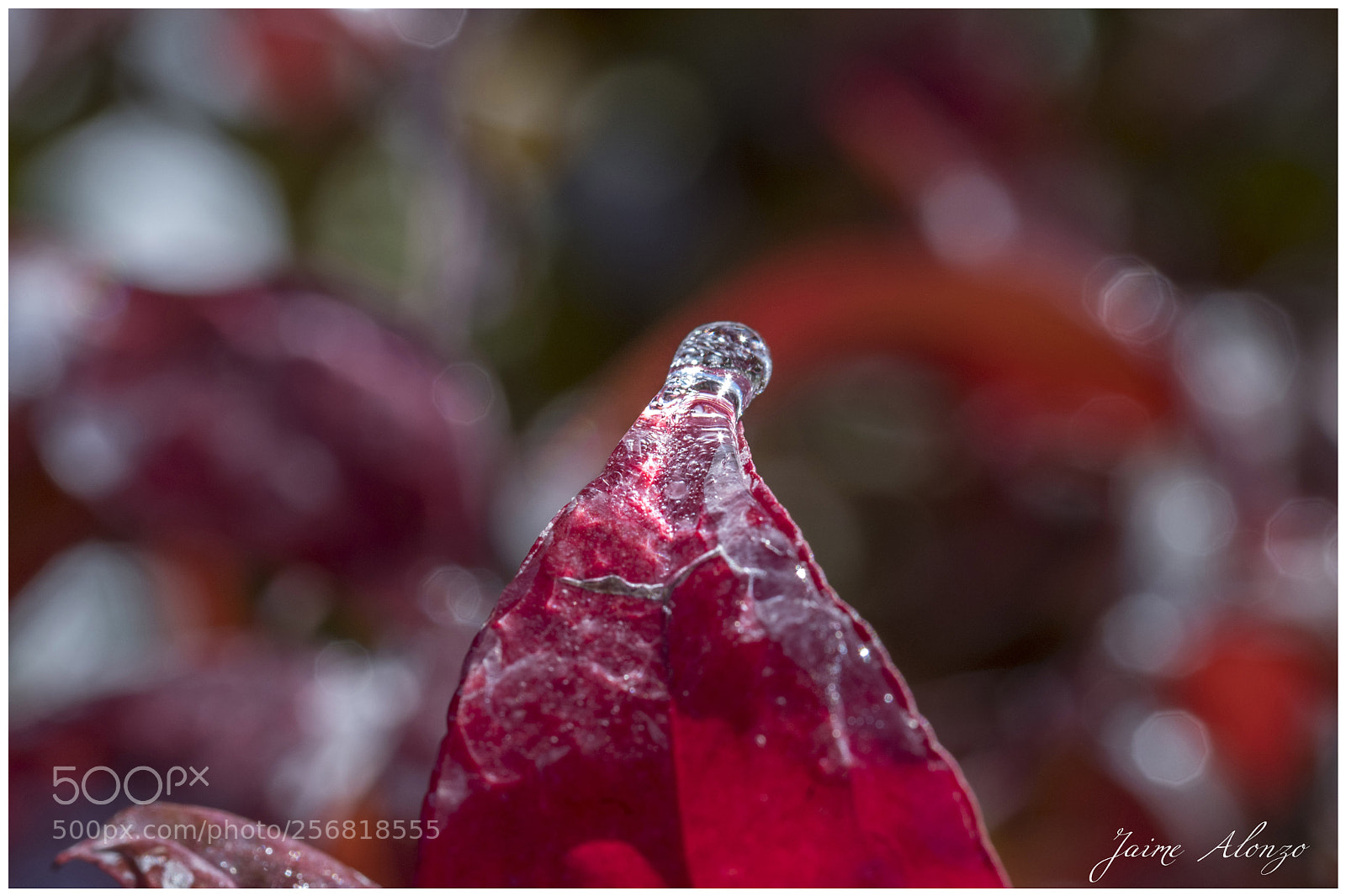 Nikon D500 sample photo. Frozen leave photography