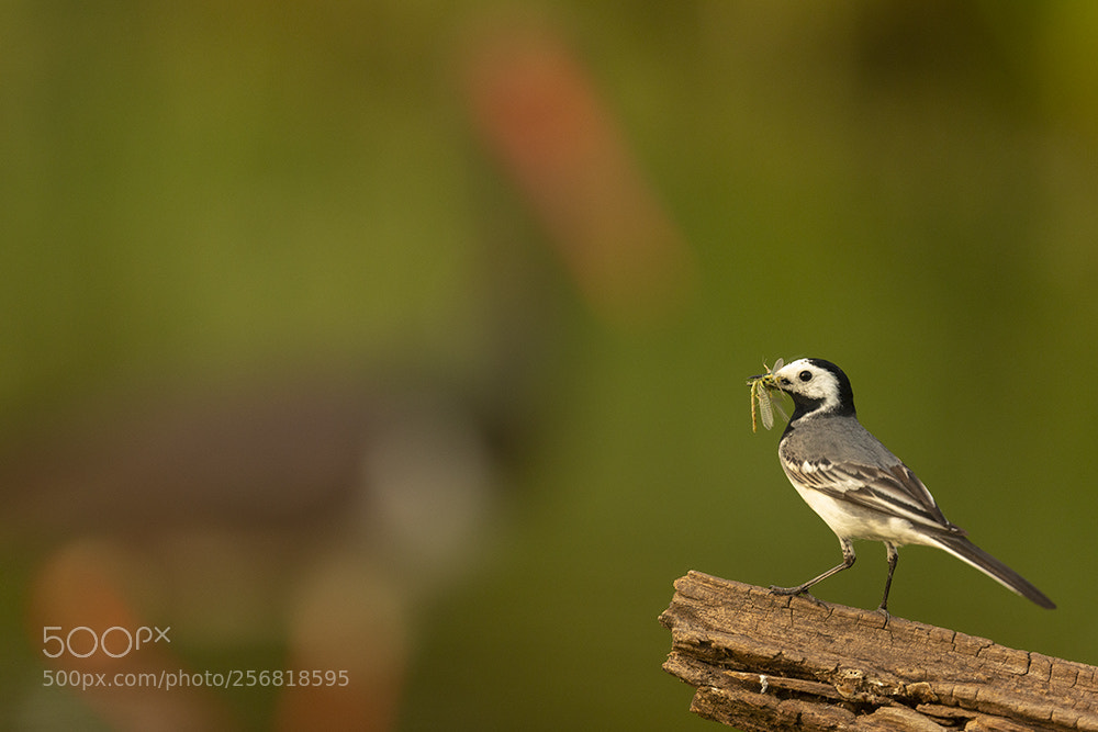 Canon EOS-1D X sample photo. Feeding white wagtail motacilla photography