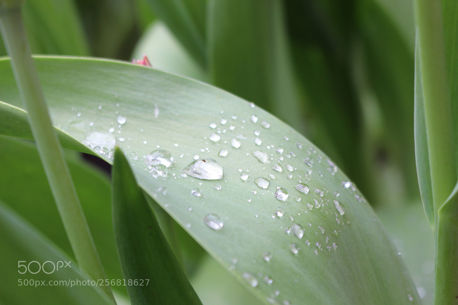 Canon EOS 700D (EOS Rebel T5i / EOS Kiss X7i) sample photo. Spring rain photography