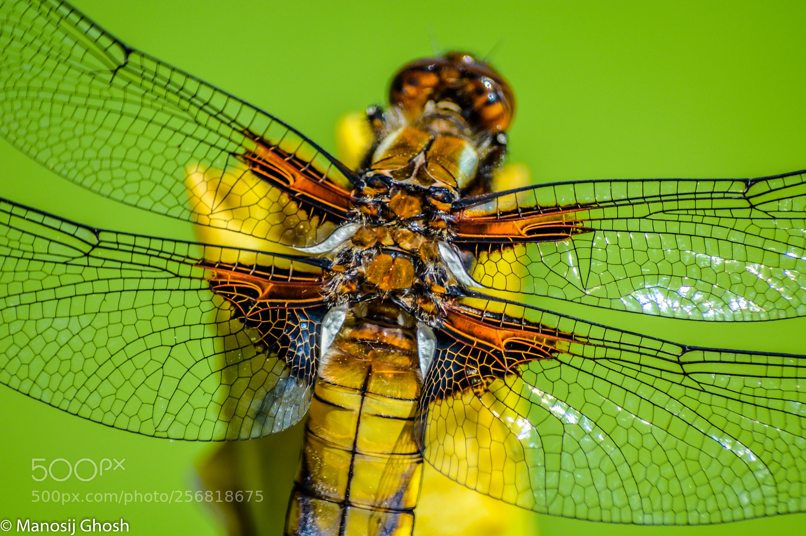 Nikon D5200 sample photo. Mighty wings photography