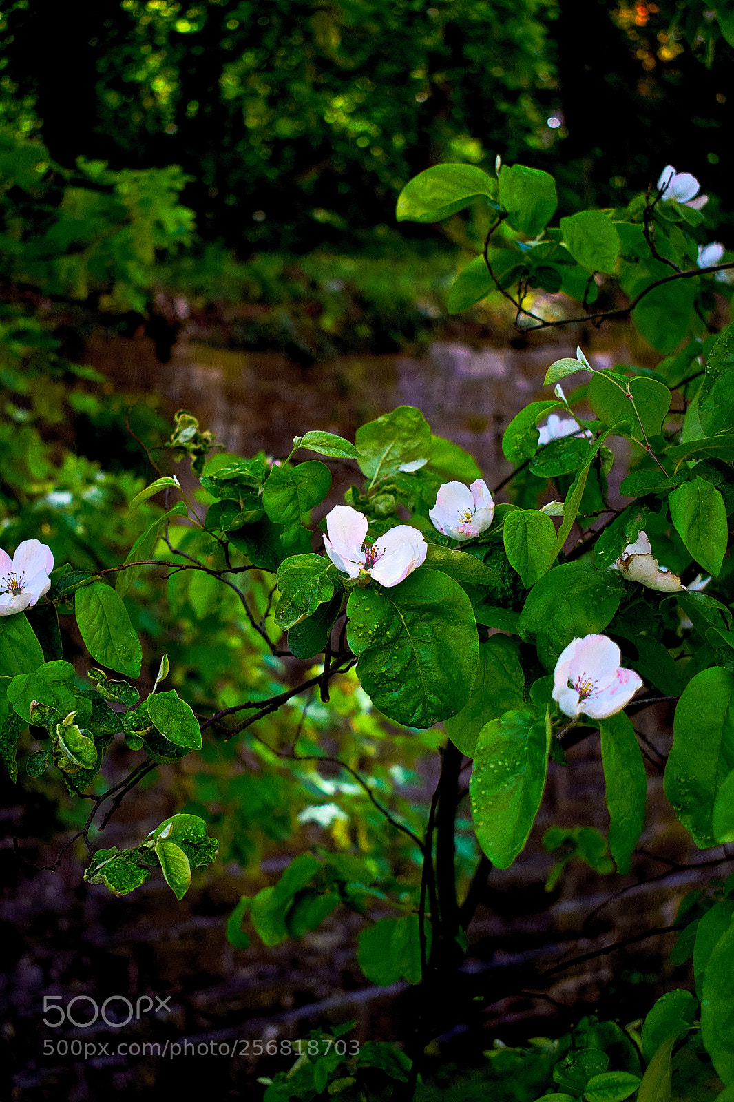 Nikon D3300 sample photo. Dsc photography